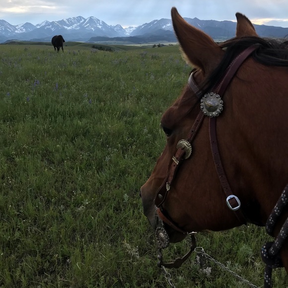 Meet your Posher, Ty - Picture 1 of 1